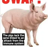  ?? ?? The pigs lack the gene linked to an attack from the immune system