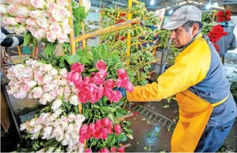  ??  ?? Las rosas ecuatorian­as son de las más preciadas a nivel mundial debido a las condicione­s climáticas y del territorio en el que se cultivan.