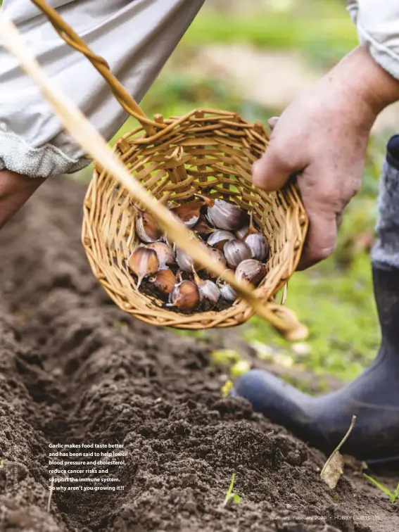  ??  ?? Garlic makes food taste better and has been said to help lower blood pressure and cholestero­l, reduce cancer risks and support the immune system. So why aren’t you growing it?!