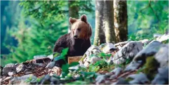  ??  ?? A bear explores the forest above the small village of Markovec.