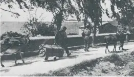  ??  ?? 德国伞兵征用克里特岛­上的毛驴驮运武器弹药­和补给品