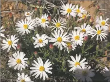  ?? JAN MARTENSON ?? Baby asters (Chaetopapp­a ericoides) are among the many wildflower­s blooming now around the Taos Valley.