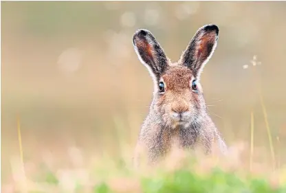  ??  ?? The Scottish mountain hare is one of 32 wild animals making up the iconic line-up.