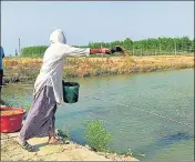  ?? HT PHOTO ?? A man throws feed into a fish pond in US Nagar district.