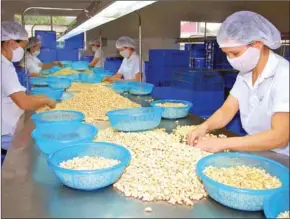  ?? DANH LAM/VIETNAM NEWS AGENCY/VIET NAM NEWS ?? Workers process cashew nuts at the Dong Nai Food Agricultur­al Product Processing and Import Export Company.