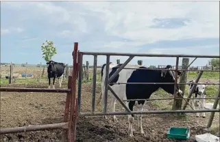  ?? ?? TAMBO. Los productore­s monitorean los costos de producción, porque precio de insumos se disparó.