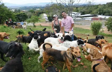  ?? JORGE CASTILLO. ?? Cada miembro del territorio ha conseguido hacer una manada con diferentes perros. Esto permite que les sigan en todo momento.