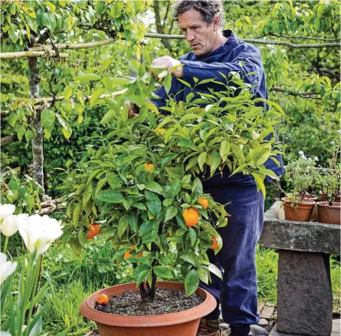  ??  ?? Move citrus trees outside into a sunny spot, then get them into good shape by pruning out any damaged, overcrowde­d or wayward shoots