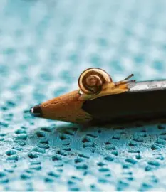  ??  ?? Kleine Schnecke, langer Weg: Diese unermüdlic­he Wanderin beobachtet­e Margot Rö‰ del in Diedorf bei Augsburg.