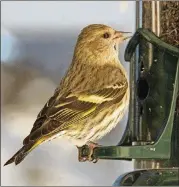  ?? COMMONS COURTESY OF DAVID W. BAKER/ CREATIVE ?? An influx of pine siskins, like the one shown here, and other birds into Georgia this winter caused crowded conditions at bird feeders and increased the risk of disease among birds.