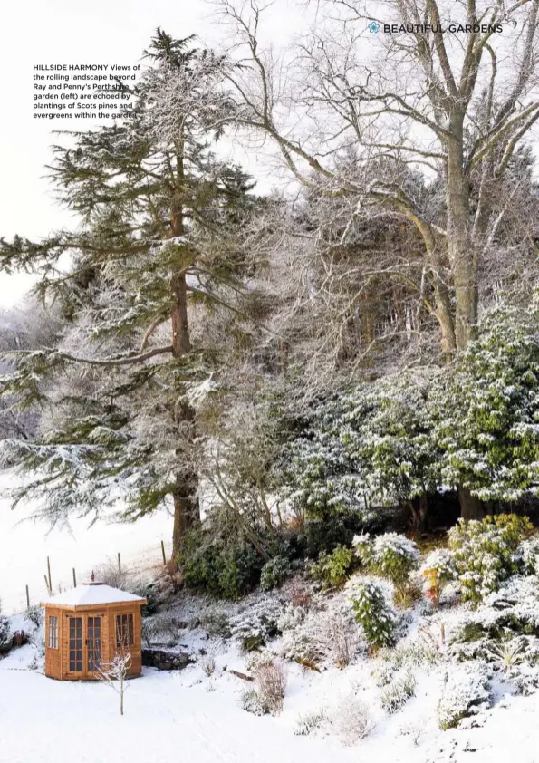  ??  ?? HILLSIDE HARMONY Views of the rolling landscape beyond Ray and Penny’s Perthshire garden (left) are echoed by plantings of Scots pines and evergreens within the garden