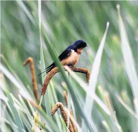  ?? Zack Metcalfe ?? Shown above is a barn swallow, a threatened species occasional­ly at odds with modern agricultur­e.