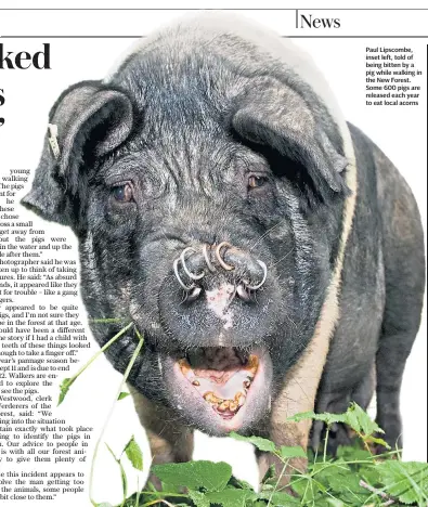  ??  ?? Paul Lipscombe, inset left, told of being bitten by a pig while walking in the New Forest. Some 600 pigs are released each year to eat local acorns