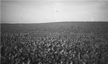  ??  ?? Soybean fields stand in front of wind turbines in Fowler, Indiana, on Aug 3, 2016. — WP-Bloomberg photo