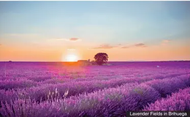  ??  ?? Lavender Fields in Brihuega