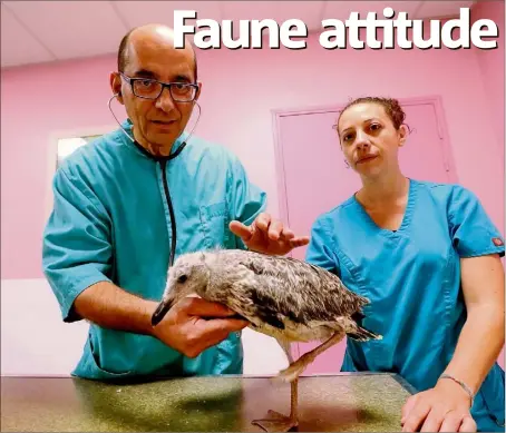  ?? (Photo Valérie Le Parc) ?? Alain Moussu et Audrey, auxiliaire spécialisé­e, sont aux petits soins de Marcel, un bébé goéland tombé du nid.