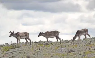  ?? ALEXANDRE SHIELDS LE DEVOIR ?? Le rapport du BAPE souligne qu’une étude de viabilité a été réalisée et publiée pour les caribous du Parc national de la Gaspésie (notre photo).