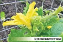  ??  ?? Мужской цветок огурца