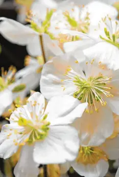  ?? Foto: Andrea Warnecke, dpa ?? An Weihnachte­n besonders beliebt: die Christrose. Doch sowohl beim Kauf als auch danach gilt es, einiges zu beachten.