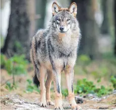  ?? ARCHIVFOTO: DPA/BERND THISSEN ?? Einen Wolf wollen ein Landwirt und ein Jäger in Wertach beobachtet haben.