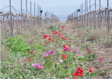  ?? ?? COLORFUL SPRING flowers in Tabor winery vineyard. (Tabor Winery)