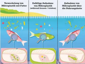  ?? FOTO: FFS ?? Aktiv oder per Zufall: Die Fischereif­orschungss­telle hat untersucht, wie heimische Fische Plastik aufnehmen.