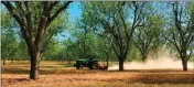  ?? ASSOCIATED PRESS ?? A WORKER MOWS between rows of pecan trees at a 14,000acre farm Tuesday near Granbury, Texas.