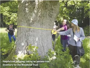  ??  ?? Helpful tree hugging: taking an ancient-tree inventory for the Woodland Trust