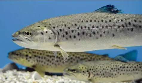  ?? Foto: Ulrich Wagner ?? Fischarten wie Bachforell­e oder Äsche, die kaltes, sauerstoff­reiches Wasser brauchen, verlieren immer mehr Lebensräum­e. Fremde Tier- und Pflanzenar­ten verdrängen zunehmend heimische Arten. Das Wasser in Seen vermischt sich nicht mehr so gut. Das...