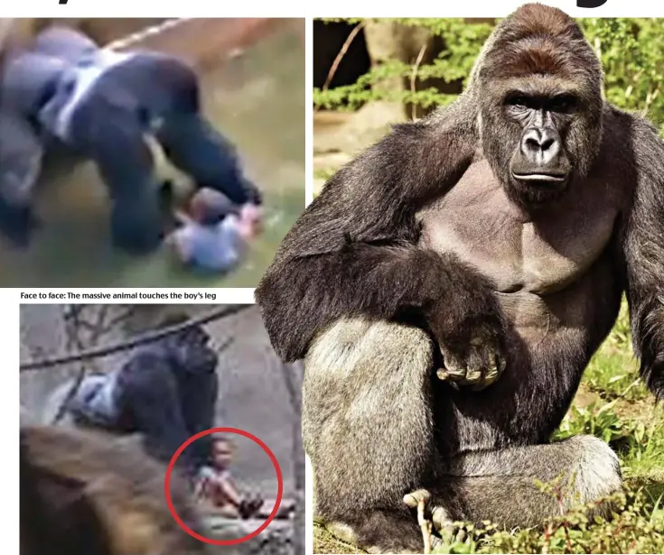  ??  ?? Face to face: The massive animal touches the boy’s leg Protective: The gorilla appears to stand guard over the boy, circled Harambe: The 17-year-old was a Western lowland gorilla, a critically endangered species