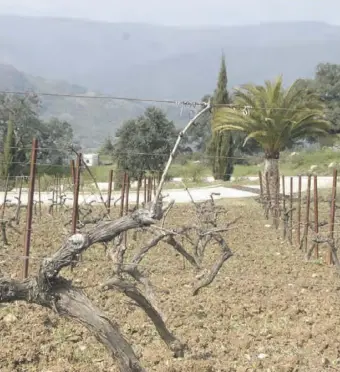  ?? Fotos: Lena Kuder ?? Karl Rickard Enkvist baut auf seinem Weingut Cézar Viñedos y Bodegas in der Nähe von Gaucín ausschließ­lich Tempranill­o-Trauben an.