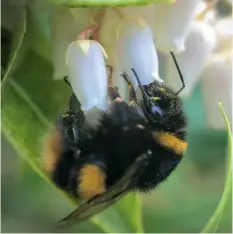  ??  ?? Left: Bee about lunchtime taken by David Knowles.