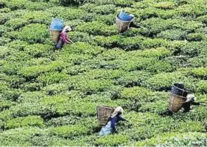  ??  ?? Temi. La plantación de té en Sikkim produce entre 80 y 100 toneladas al año.