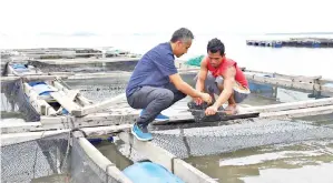  ??  ?? SUHAILLY bersama pekerja sedang memantau keadaan ikan dalam sangkar.
