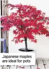  ??  ?? Japanese maples are ideal for pots