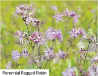  ??  ?? Perennial Ragged Robin