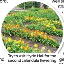  ??  ?? Try to visit Hyde Hall for the second calendula flowering