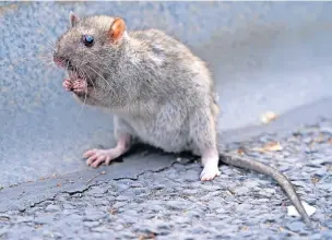  ??  ?? Not so furry friends Figures show number of rat treatments in South Lanarkshir­e has soared