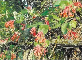  ?? Lee Reich ?? Associated Press Unlike some other species of honeysuckl­e, trumpet honeysuckl­e is sedate enough to make a good garden plant — and it blooms all summer long.