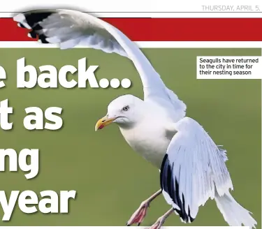  ??  ?? Seagulls have returned to the city in time for their nesting season