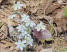  ?? DREW MONKMAN SPECIAL TO THE EXAMINER ?? Hepaticas bloom in April in the Kawarthas. The Stony Lake Trails are a great place to see them.