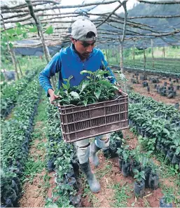  ?? FOTO: EL HERALDO ?? Los productore­s pueden ir a los bancos, cooperativ­as y cajas rurales para solicitar los créditos a 5% de interés para recuperar sus fincas.