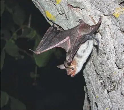  ?? STEFAN GREIF VIA THE NEW YORK TIMES ?? Smooth, vertical plates — like those in skyscraper­s and other human-constructe­d structures — can fool bats into thinking they are f lying in open air, according to a new study. Here, a greater mouse-eared bat is shown.