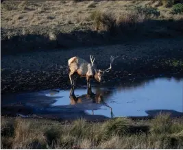  ?? JANE TYSKA — BAY AREA NEWS GROUP, FILE ?? A male tule elk drinks from a pond at the Point Reyes National Seashore in Inverness. The National Park Service adopted a plan to extend leases for private cattle and dairy ranches that rent parkland for terms of up to 20 years.