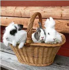  ?? Foto: Emely Drexel ?? Susi, Bommel und Flocke kuscheln sich in einem Picknickko­rb in Gabelbach (Kreis Augsburg) aneinander. Rausgehopp­elt wird erst nach dem Foto.