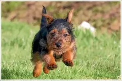  ??  ?? Digby, the 10-week-old Australian terrier, in full flight.