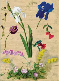  ?? Foto: Teeuwisse ?? Adolf Senff: Blumen Studie mit unter anderem Mimosen, Tulpe, Iris Blüten. Entstan den 1827 in Rom.