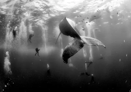  ?? Bianco e nero ?? La foto «Whale Whisperers» di Anuar Patjane Floriuk scattata per il «National Geographic»