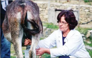  ?? AFP ?? Xheje Karaj, 50, milks a donkey. Customers are flocking to buy their milk, a niche product winning over those who believe in its health benefitsw.