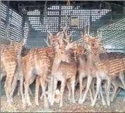  ?? AH ZAIDI/HT ?? The ungulates were kept inside an enclosure at Seljar forest range for over a week before being released in the wild.